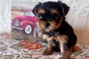 Zara - puppy for sale