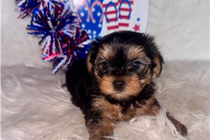 Clyde - Yorkshire Terrier - Yorkie for sale