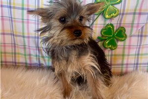 Walter - Yorkshire Terrier - Yorkie for sale