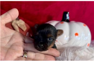 Ford - puppy for sale