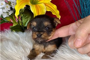 Miranda - Yorkshire Terrier - Yorkie for sale