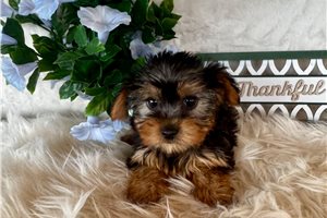 Alice - Yorkshire Terrier - Yorkie for sale