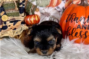 Daphne - Yorkshire Terrier - Yorkie for sale