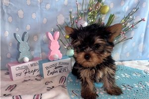 Jace - Yorkshire Terrier - Yorkie for sale