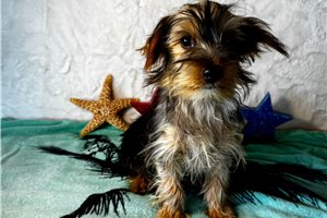 Jinks - Yorkshire Terrier - Yorkie for sale