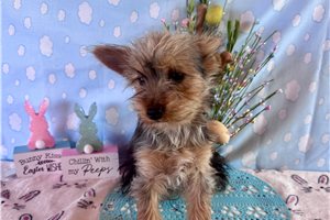 Ashby - Yorkshire Terrier - Yorkie for sale