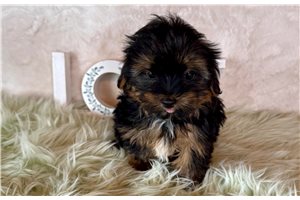 Dale - Yorkshire Terrier - Yorkie for sale