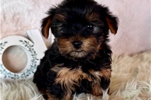 Dixie - Yorkshire Terrier - Yorkie for sale