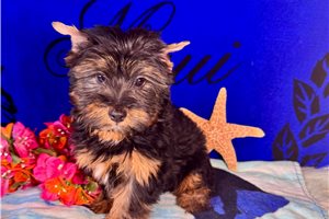Davey - Yorkshire Terrier - Yorkie for sale