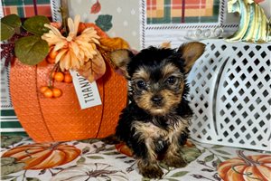 Khloe - Yorkshire Terrier - Yorkie for sale