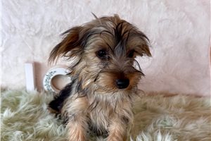 Jinks - Yorkshire Terrier - Yorkie for sale