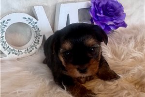Clyde - puppy for sale