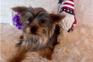 Winston - Yorkshire Terrier - Yorkie for sale