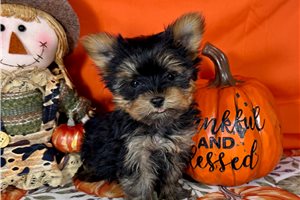 Flossy - Yorkie for sale
