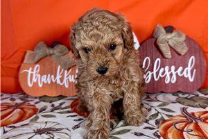 Linus - Toy Poodle for sale