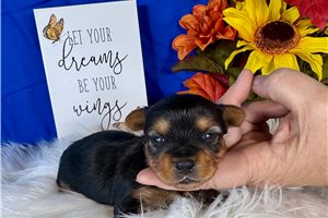 Darvin - puppy for sale