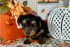 Kamryn - Yorkie for sale