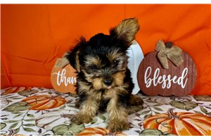 Darius - Yorkie for sale
