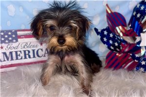 Dexter - Yorkshire Terrier - Yorkie for sale