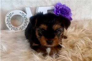 Alice - puppy for sale