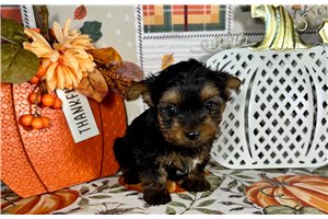 Keller - Yorkie for sale