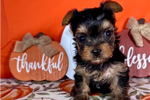 Khloe - puppy for sale