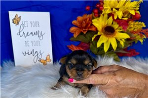 Darius - Yorkshire Terrier - Yorkie for sale