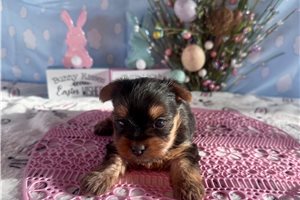 Kielee - Yorkshire Terrier - Yorkie for sale