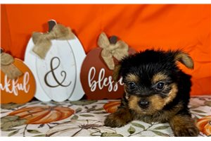 Hitch - Yorkie for sale