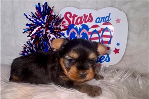 Jillian - Yorkshire Terrier - Yorkie for sale