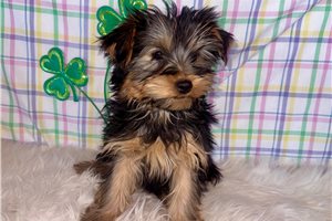 Blaire - Yorkshire Terrier - Yorkie for sale