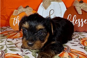 Kash - Yorkie for sale