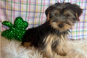 Blaire - Yorkshire Terrier - Yorkie for sale