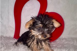 Bianca - Yorkshire Terrier - Yorkie for sale
