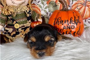 Hunter - puppy for sale