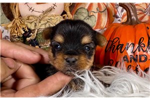 Hermes - puppy for sale