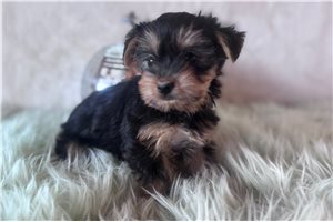 Persephone - puppy for sale