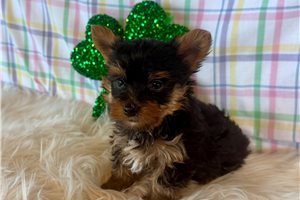Jaxon - Yorkshire Terrier - Yorkie for sale