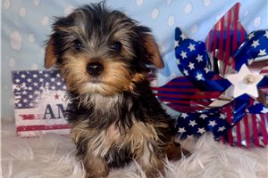 Jinks - Yorkshire Terrier - Yorkie for sale