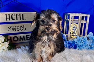 Dale - Yorkshire Terrier - Yorkie for sale