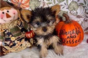 Miranda - Yorkshire Terrier - Yorkie for sale