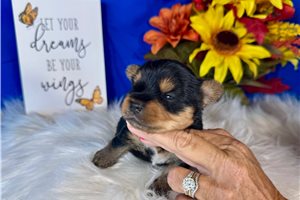 Darris - puppy for sale