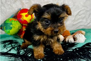 Jezebelle - Yorkshire Terrier - Yorkie for sale