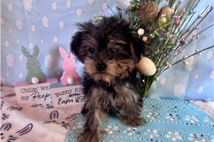 Dexter - Yorkshire Terrier - Yorkie for sale