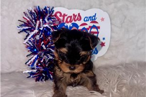 Burt - Yorkshire Terrier - Yorkie for sale