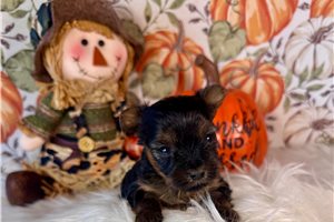 Fortuna - Yorkshire Terrier - Yorkie for sale