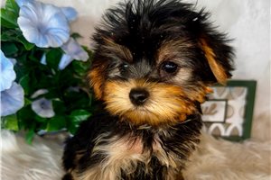 Amos - Yorkshire Terrier - Yorkie for sale