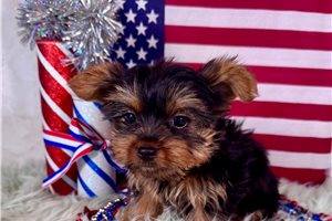 Jezebelle - Yorkshire Terrier - Yorkie for sale