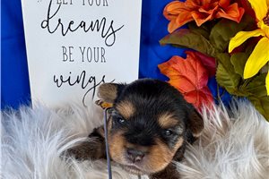 Darby - puppy for sale