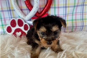 Henna - Yorkshire Terrier - Yorkie for sale